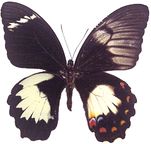 Papilio aegeus bilateral gynandromorph (Internet Image property of respective owner, non-commercial use only)